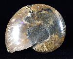 Cleoniceras (Grycia) besairiei COLLIGNON 1949 - Bild © FossNet FossilienStore
